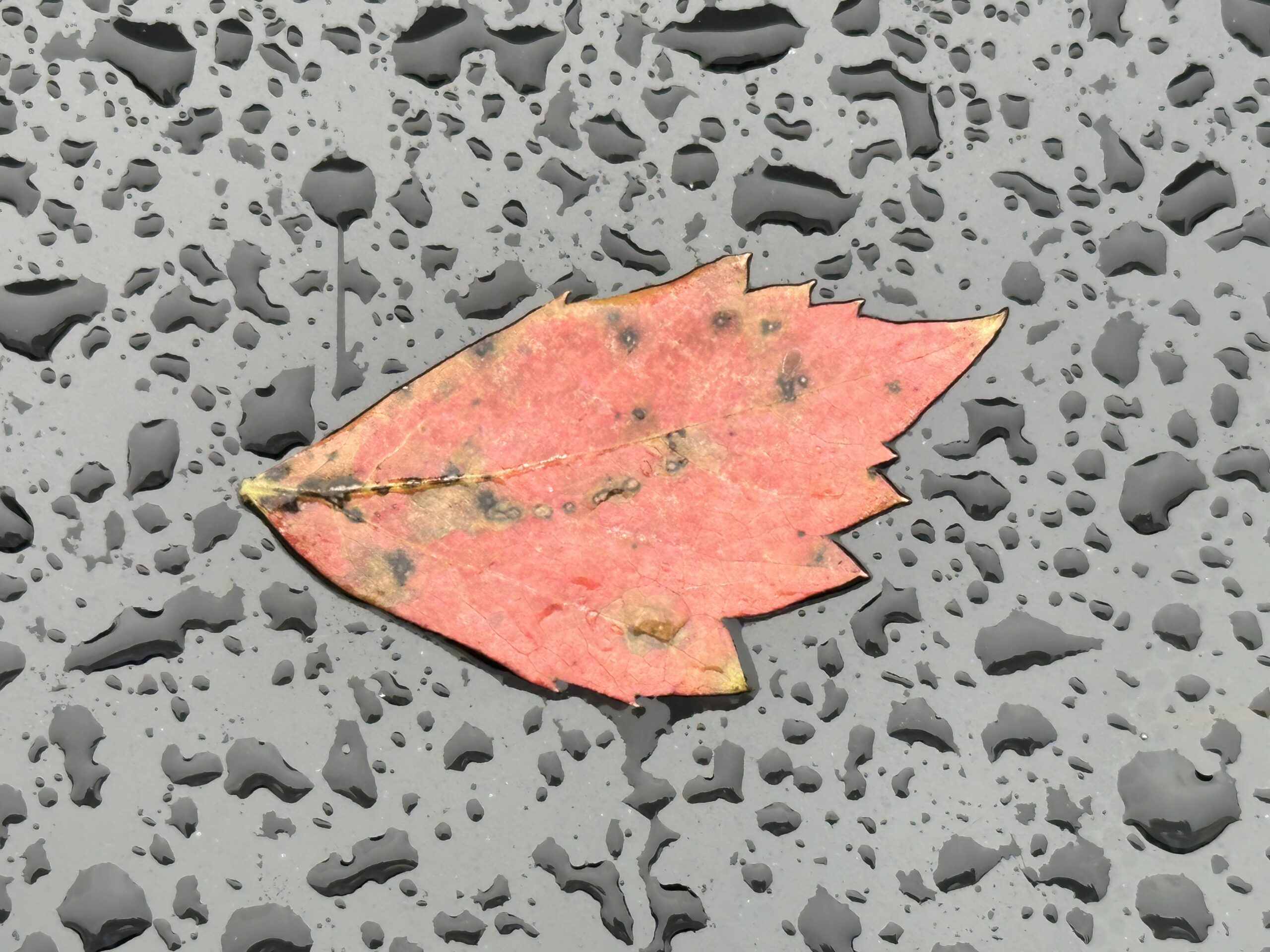 a red leaf on a wet windshield